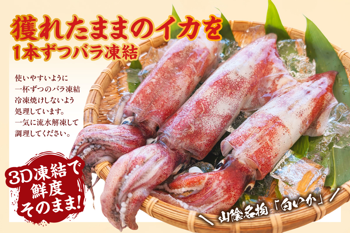 【白イカ 約1.5kg（5-8杯程度入） 冷凍】獲れたまま バラ凍結 3D凍結 鮮度抜群 イカ いか 白イカ 白いか 大人気 おすすめ 兵庫県 香美町 山米鮮魚 74-06
