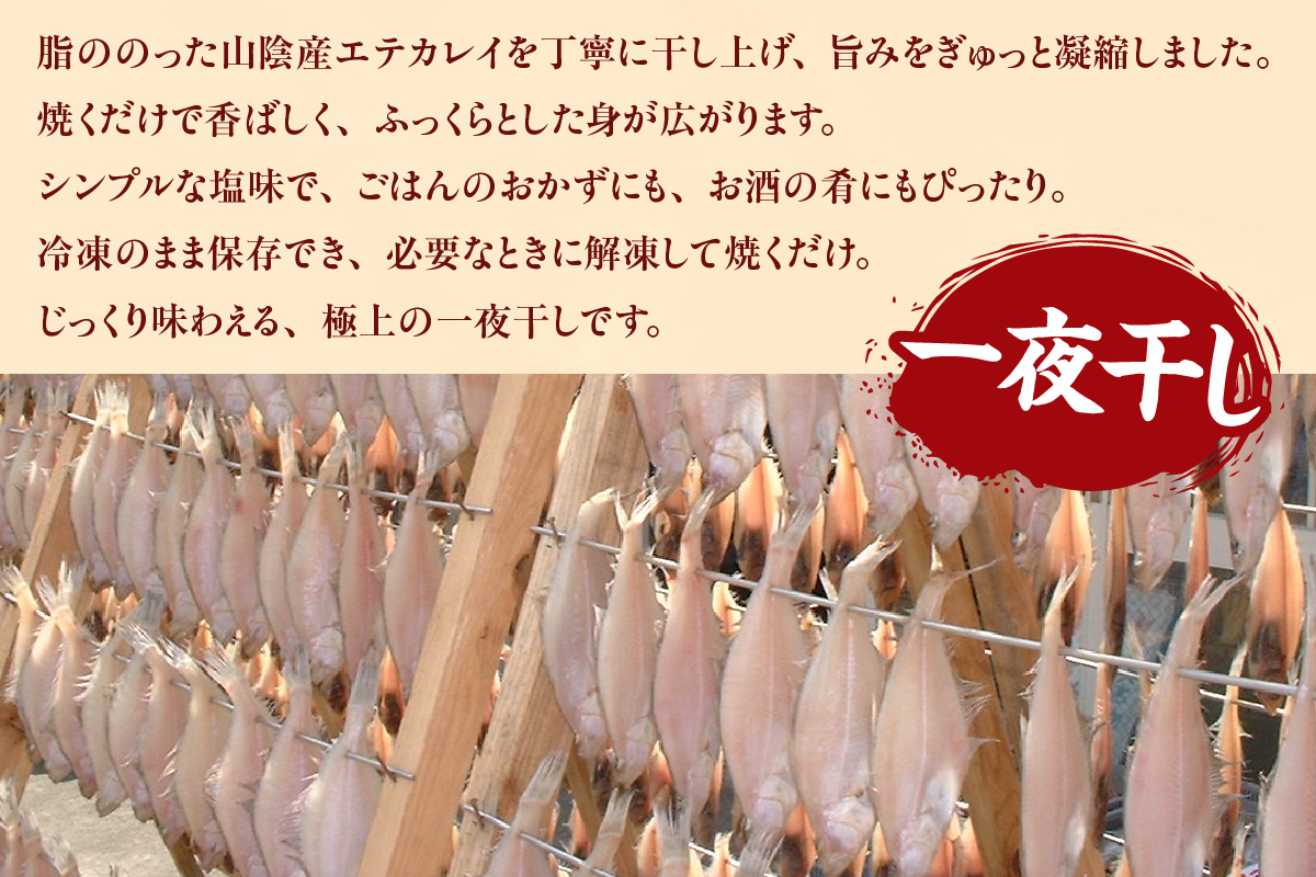 山陰 名産 エテカレイ 一夜干し 6枚 冷凍 かれい 香美町 74-11