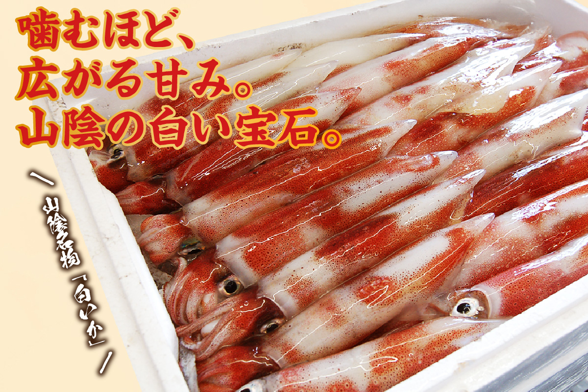カット済・やわらか白イカ（生凍結）280g×2袋（冷凍） 兵庫県 香美町 香住 山米鮮魚 74-20