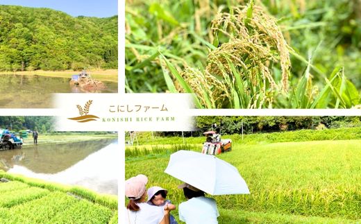 【令和8年産米 先行予約】香美町産 新米 コシヒカリ 精米 10kg （5kg×2袋）【令和8年9月下旬以降発送予定】 米 こしひかり 香美町 80-01