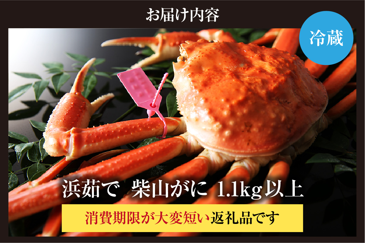 【先行予約】【カネニの浜茹で柴山がに 1.1kg以上】令和7年11月中旬以降、水揚げ次第順次発送予定 冷蔵 高級 かにすき 焼きガニ カニ ボイル 兵庫県 香美町 香住 柴山 カネニ 06-22