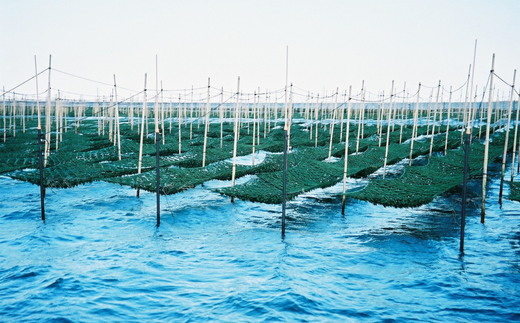 ANA 全国缶詰・瓶詰セットランキング 週間1位/月間3位 獲得！（2025年11月）【美味しいご飯のお供 のり佃煮お楽しみセット 5種類 10個 常温】国産 香住 丁寧に炊き上げ のり 佃煮 青のり 黒のり かに身 しいたけ わさび 丸大豆醤油 本醸造醤油 旨み 食感 おすすめ 兵庫県 香美町 日本海フーズ 07-37