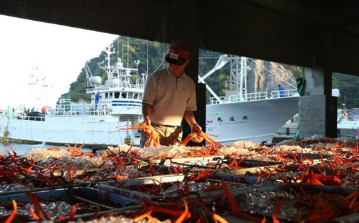 【香住ガニ 大 タグ付き ボイル 茹で 姿 約700g×2杯 冷蔵】カニの本場 香住産  最上質な香住ガニを見定め競り落とします 立派なカニを自信を持って提供いたします 大人気 カニの旨味と甘味が抜群 鮮度抜群 香住漁港 国産 かに カニ ベニズワイガニ 兵庫県 香美町 マルヤ水産 11-04