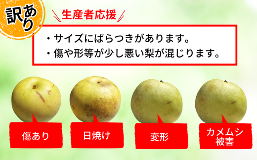 2026年産 先行予約【梨 訳あり 20世紀梨 5kg（10～18玉）】生産者応援商品！ 9月上旬～下旬にかけて発送予定 数量限定 ご家庭用 ジャム 加工用 傷あり 不揃い 訳あり 二十世紀梨 兵庫県  香美町 香住梨 フルーツ ナシ 青梨 和梨 JAたじま 10000円 12-23