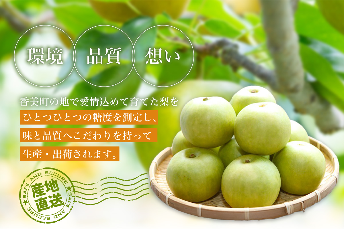 先行予約 2026年産 二十世紀梨 5kg 大きめ（1玉350g～500gを10～14玉）果物 12-05