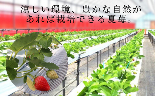 《12/28まで年内発送》【いちごのジェラート 100g×6個】夏イチゴ 最高級品種「ペチカほのか」ジャム アイス アイスクリーム スイート いちご 苺 濃厚 甘い 砂糖 レモン汁 お菓子 小分け デザート ギフト セット 内祝い お祝い 誕生日 プレゼント グルメ 冷凍 ご当地 兵庫県 香美町 村岡 スカイバレイ スキー場 ユースランド 14000円 18-01
