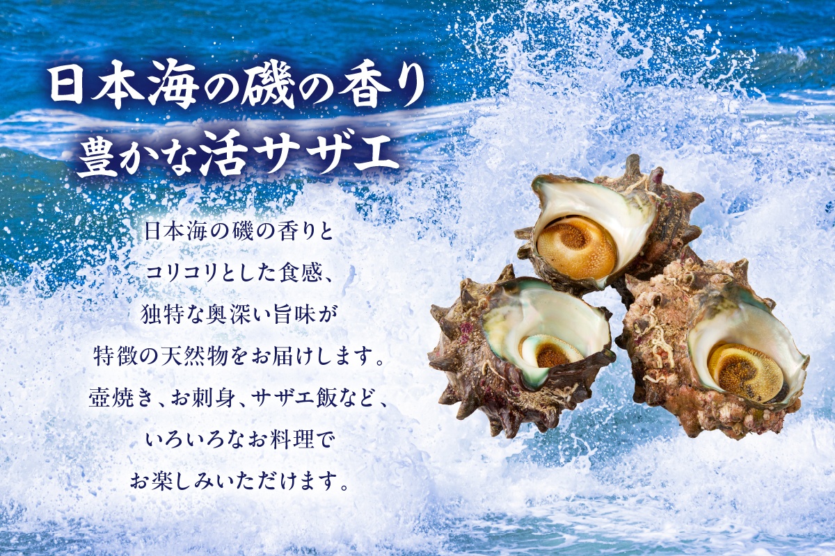 【兵庫県香住産 天然 活 サザエ 2kg（14～20個）冷蔵】香住で水揚げされた新鮮なサザエをお届け つぼ焼き 炊き込みご飯 サザエ飯 酒の肴 磯の香り 風味豊か さざえ 新鮮 天然 海鮮 大人気 夏休み BBQ バーベキュー キャンプ お盆 海 日本海 兵庫県 香美町 香住 柴山 宿院商店 33-20