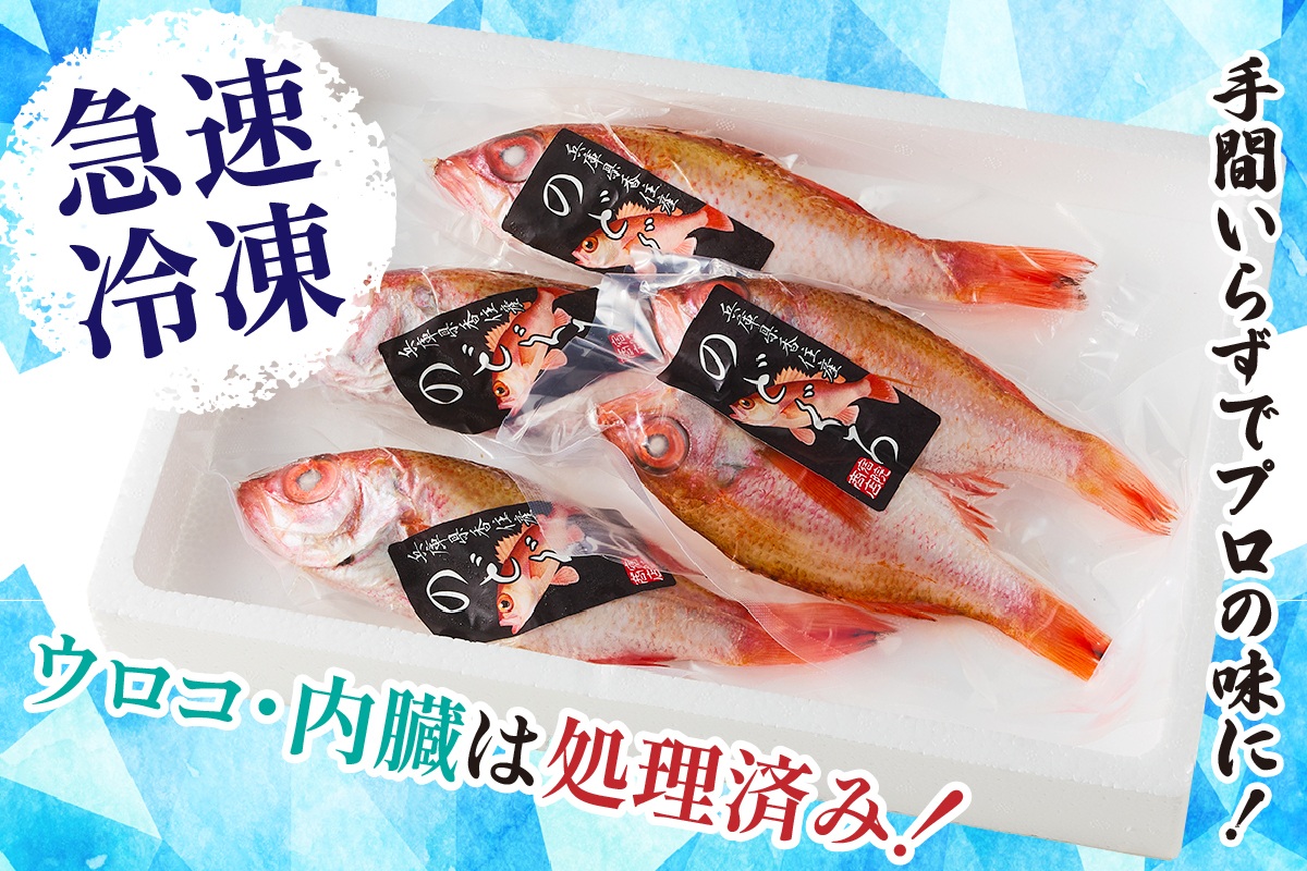 【兵庫県香住産 処理済 のどぐろ中5匹 1匹約150g前後 計約700～800g 冷凍】令和8年3月下旬以降、順次発送予定  日本海 鮮度抜群 生冷凍 急速冷凍 白身のトロ ノドグロ 国産 産地直送 兵庫県 香美町 香住 柴山 山陰 大人気 おすすめ 宿院商店 33-30