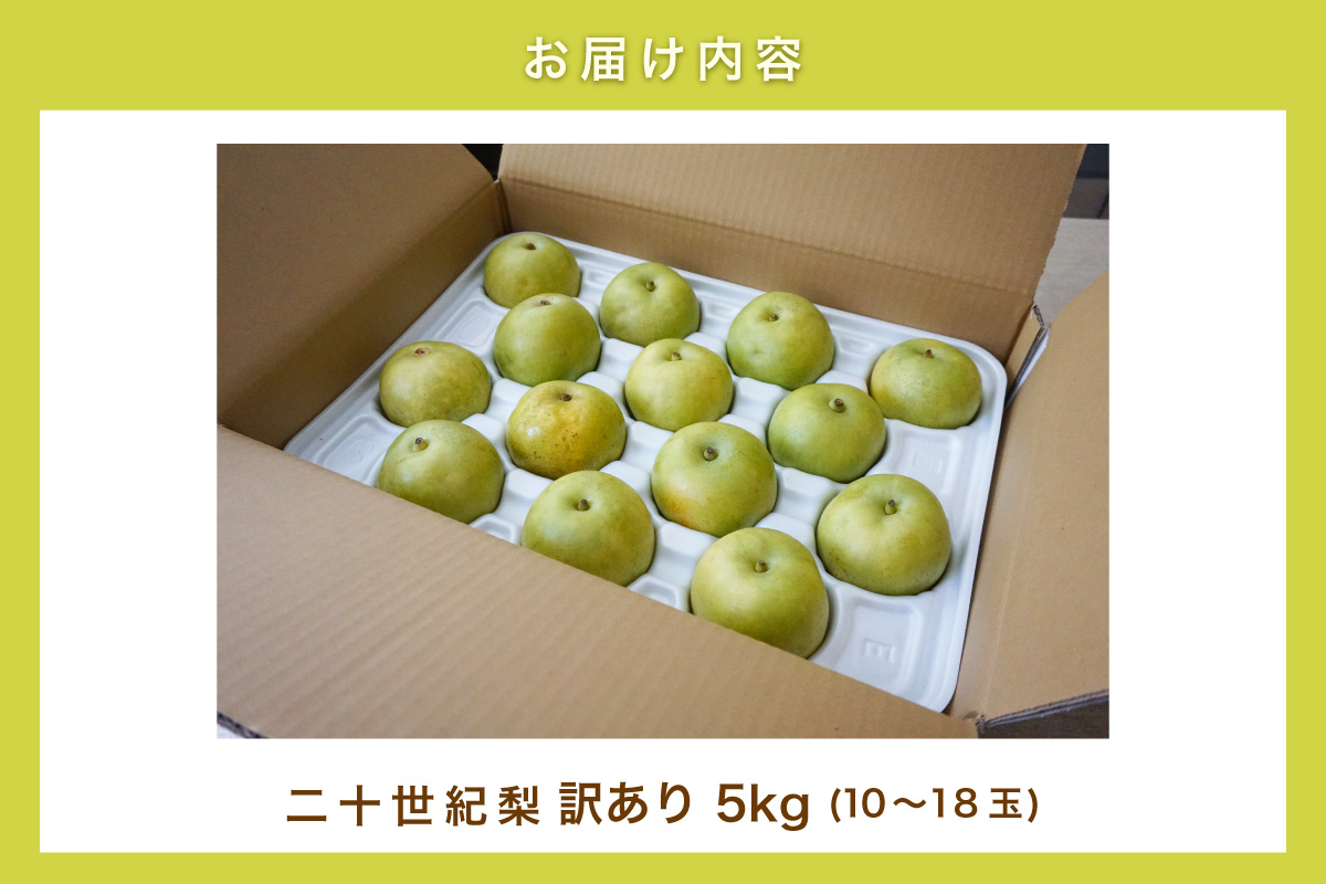 2026年産 先行予約【梨 訳あり 20世紀梨 5kg（10～18玉）】生産者応援商品！ 9月上旬～下旬にかけて発送予定 数量限定 ご家庭用 ジャム 加工用 傷あり 不揃い 訳あり 二十世紀梨 兵庫県  香美町 香住梨 フルーツ フルーツ先行予約 ナシ 青梨 和梨 JAたじま 10000円 12-23