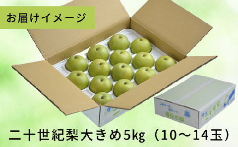 2026年産 先行予約【梨 20世紀梨 香住梨 5kg 大きめ（1玉350g～500gを10～14玉）】 8月下旬～9月中旬にかけて発送予定 二十世紀梨 大玉 シャキシャキ 甘味 瑞々しさ 香住梨 フルーツ フルーツ先行予約 果物 贈答品 ギフト なし ナシ 和梨 青梨 大人気 おすすめ ランキング 兵庫県 香美町 香住 JAたじま 16000円 12-05