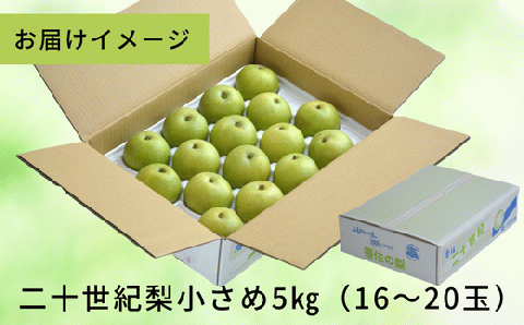 2026年産 先行予約【梨 20世紀梨 香住梨 5kg 小さめ（1玉250g～300gを16～20玉）】8月下旬～9月中旬にかけて発送予定 二十世紀梨  小玉 シャキシャキ 甘味 瑞々しさ 香住梨 フルーツ フルーツ先行予約 果物 贈答品 ギフト なし ナシ 和梨 青梨 大人気 おすすめ ランキング 兵庫県 香美町 香住 JAたじま 16000円 12-09