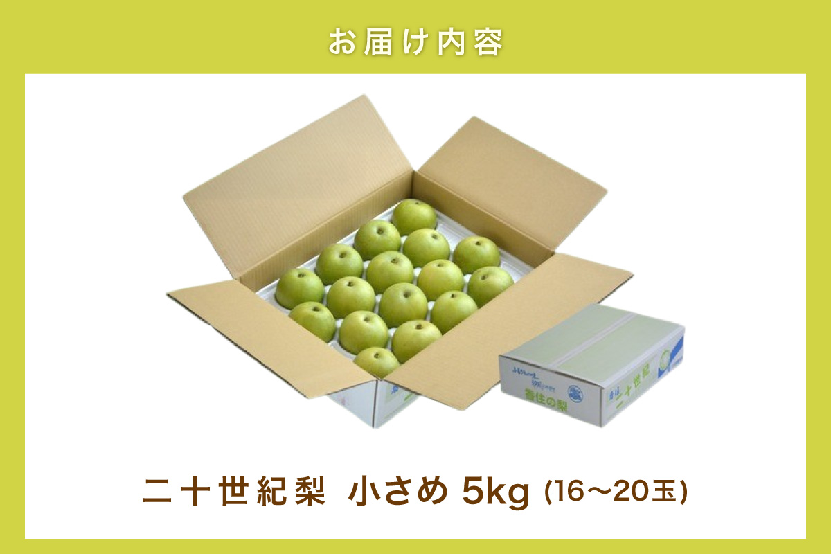 【2026年産 先行予約】20世紀梨 香住梨 5kg 小さめ 8月下旬～9月中旬にかけて発送予定 JAたじま 12-09