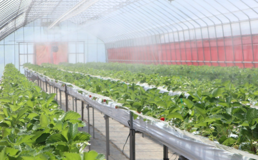 《12/28まで年内発送》【いちごのジェラート 100g×6個】夏イチゴ 最高級品種「ペチカほのか」ジャム アイス アイスクリーム スイート いちご 苺 濃厚 甘い 砂糖 レモン汁 お菓子 小分け デザート ギフト セット 内祝い お祝い 誕生日 プレゼント グルメ 冷凍 ご当地 兵庫県 香美町 村岡 スカイバレイ スキー場 ユースランド 14000円 18-01