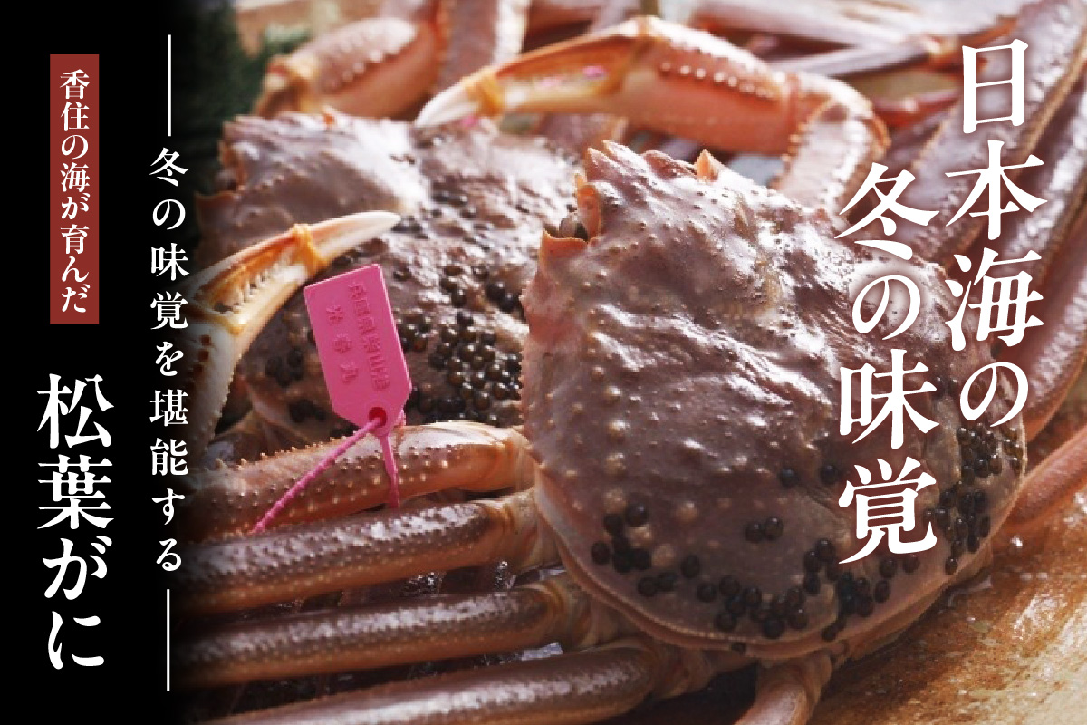【先行予約】【訳あり茹で松葉ガニ3枚（冷凍）】令和8年2月以降配送予定 ※足が1～2本折れたカニが混じります カニの本場 香住で水揚げされた新鮮な活松葉ガニをお届け かに カニ 国産 刺身 しゃぶしゃぶ 焼きガニ 鍋 カニ鍋 かにすき 脚 足 爪 身 肩 ランキング 大人気 人気 兵庫県 香住 柴山 ズワイガニ  かに 宿院商店 53000円 33-38