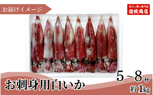 先行予約【兵庫県香住産 白いか 剣先いか お刺身用 新鮮 5～8杯 約1kg 冷凍】令和8年6月下旬以降、順次発送予定 国産 香住 鮮度抜群 急速冷凍 産地直送 刺身 イカ焼き イカフライ 人気 おすすめ 兵庫県 香美町  宿院商店 33-07