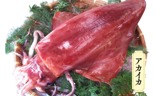 先行予約【兵庫県香住産 香住のイカづくし 合計2.2kgセット 冷凍】令和8年6月下旬以降順次発送予定 国産 香住 山陰 いか 詰め合わせ 鮮度抜群 急速冷凍 産地直送 おすすめ 兵庫県 香美町 宿院商店 33-08