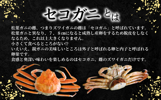 【先行予約】【柴山産 活セコガニ 6匹 1匹約120g 冷蔵】11月中旬以降配送予定 濃厚なかにミソとやみつきになる内子、外子が絶品です 数量限定 産地直送 鮮度抜群 絶妙の塩加減での茹で上げ 大人気 ふるさと納税 返礼品 おすすめ 兵庫県 香美町 香住 柴山 カニ 松葉ガニ せいこがに メスガニ 親ガニ ヤマヨシ 27000円 37-01