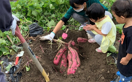 【先行予約】【ほしいも 120g×6個】11月以降順発送予定 農薬不使用 無添加  なつかしい素朴な味 お菓子 スイーツ おかし 和菓子 和スイーツ さつまいもの自然な甘み サツマイモ 干しいも 干しイモ ダイエット 筋トレ  兵庫県 香美町 村岡 むらおか夢アグリ 14000円 41-18