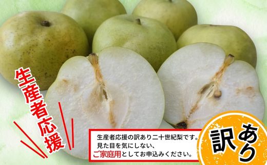 2026年産 先行予約【梨 訳あり 20世紀梨 5kg（10～18玉）】生産者応援商品！ 9月上旬～下旬にかけて発送予定 数量限定 ご家庭用 ジャム 加工用 傷あり 不揃い 訳あり 二十世紀梨 兵庫県  香美町 香住梨 フルーツ ナシ 青梨 和梨 JAたじま 10000円 12-23