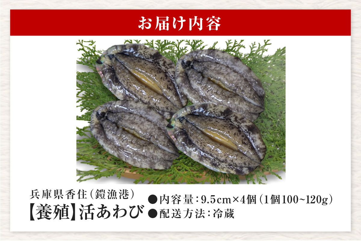 《12/21まで年内発送》【冷蔵 活あわび 養殖 9.5cm×4枚 400g～480g (1個100～120g）】満点青空レストラン うまい！おせち2023に採用されました！アワビ 鮑 活アワビ あわび 海鮮貝 魚介 お刺身 BBQ バター焼き 新鮮 日本海 養殖 昆布 レシピ入り 人気 テレビ 紹介 話題 高級 香美町 香住 山陰 美嶋 20-03 ☆