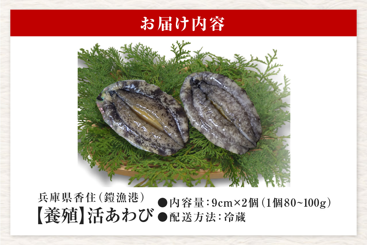 《12/21まで年内発送》【冷蔵 活あわび 養殖 9cm×2枚 160～200g (1個80～100g）】満点青空レストラン うまい！おせち2023に採用されました！アワビ 鮑 活アワビ あわび 海鮮貝 魚介 お刺身 BBQ バター焼き 新鮮 日本海 養殖 昆布 レシピ入り 人気 テレビ 紹介 話題 高級 香美町 香住 山陰 美嶋丸 13000円 20-11 ☆