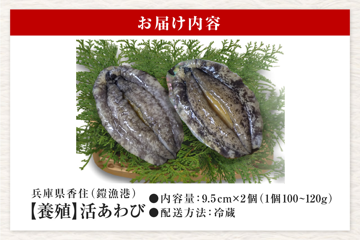 《12/21まで年内発送》【冷蔵 活あわび 養殖 9.5cm×2枚 200～240g (1個100～120g）】満点青空レストラン うまい！おせち2023に採用されました！アワビ 鮑 活アワビ あわび 海鮮貝 魚介 お刺身 BBQ バター焼き 新鮮 日本海 養殖 昆布 レシピ入り 人気 テレビ 紹介 話題 高級 香美町 香住 山陰 美嶋丸 15000円 20-12