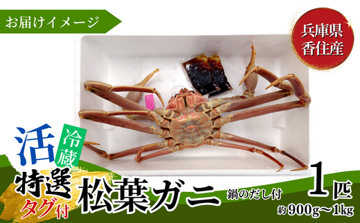 【先行予約】【特選 活 松葉ガニ 生 1匹（約900g～1kg）冷蔵】11月中旬以降配送予定 配送日指定不可 香住で水揚げされた新鮮な活松葉ガニをお届け カニの本場 香住 新鮮 国産 鍋 かにすき 脚 足 爪 身 肩 大人気 ふるさと納税 兵庫県 香美町 香住 柴山 ズワイガニ 宿院商店 33-27