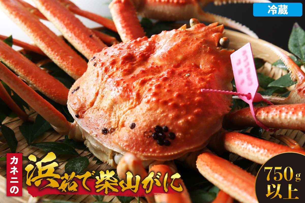 【先行予約】【カネニの浜茹で柴山がに 750g以上】令和7年11月中旬以降、水揚げ次第順次発送予定 冷蔵 高級 ふるさと納税 かにすき 焼きガニ カニ ボイル 兵庫県 香美町 香住 柴山 カネニ 06-20