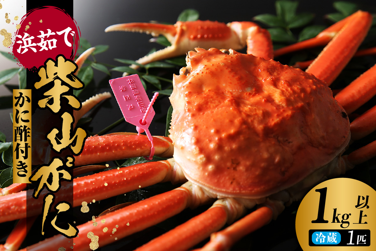 【柴山ガニ タグ付き カネニの浜茹で 1.0kg以上】冷蔵 希少 かに 蟹 カニ 松葉がに 松葉ガニ 柴山がに ボイル タグ付き 高級 かにすき 焼きガニ カニ 贈答 ギフト 贈り物 兵庫県 香美町 香住 柴山 カネニ 06-02
