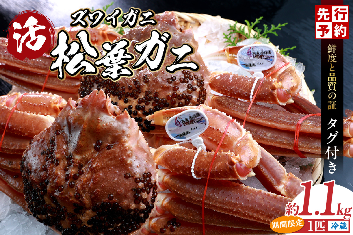 数量限定【松葉がに 最高グレード 香住産 タグ付き 活 約1.1kg 】生 冷蔵 12月～1月中旬は発送不可 カニの本場 番がに 新鮮 国産 刺身 しゃぶしゃぶ 焼きガニ 鍋 カニ鍋 かにすき 脚 足 爪 身 肩 ランキング 大人気 兵庫県 香美町 香住 柴山 柴山港 ズワイガニ 日本海フーズ 07-06