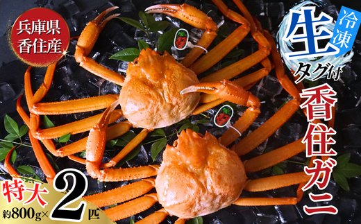 【香住ガニ 活〆タグ付き香住ガニ 特大 約800g×2匹（合計約1.6kg以上）生冷凍】【先行予約】令和8年2月中旬以降順次発送予定 大人気 人気 ふ おすすめ ランキング 国産 カニの本場 香住 注意書きの確認を必ずお願いします 水揚げされたばかりのタグ付き香住ガニを活〆・急速冷凍 ベニズワイガニ カニ かに 香美町 しゃぶ 刺身 かにすき 焼きガニ 蟹 日本海フーズ 35000円 07-113