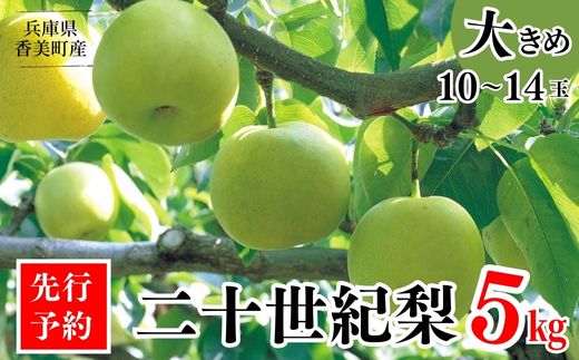 2026年産 先行予約【梨 20世紀梨 香住梨 5kg 大きめ（1玉350g～500gを10～14玉）】 8月下旬～9月中旬にかけて発送予定 二十世紀梨 大玉 シャキシャキ 甘味 瑞々しさ 香住梨 フルーツ フルーツ先行予約 果物 贈答品 ギフト なし ナシ 和梨 青梨 大人気 おすすめ ランキング 兵庫県 香美町 香住 JAたじま 16000円 12-05