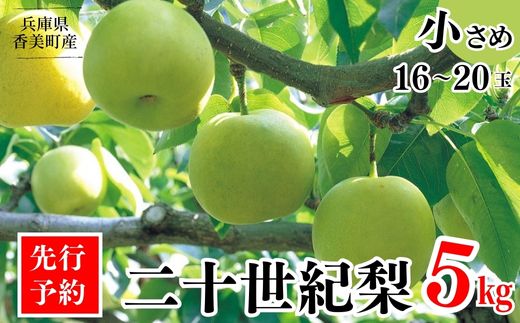 2026年産 先行予約【梨 20世紀梨 香住梨 5kg 小さめ（1玉250g～300gを16～20玉）】8月下旬～9月中旬にかけて発送予定 二十世紀梨  小玉 シャキシャキ 甘味 瑞々しさ 香住梨 フルーツ フルーツ先行予約 果物 贈答品 ギフト なし ナシ 和梨 青梨 大人気 おすすめ ランキング 兵庫県 香美町 香住 JAたじま 16000円 12-09