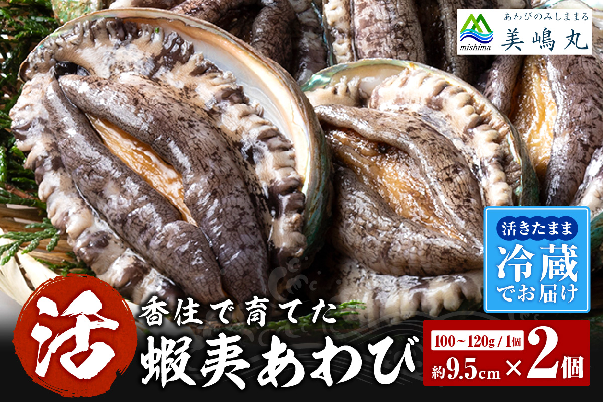 《12/21まで年内発送》【冷蔵 活あわび 養殖 9.5cm×2枚 200～240g (1個100～120g）】満点青空レストラン うまい！おせち2023に採用されました！アワビ 鮑 活アワビ あわび 海鮮貝 魚介 お刺身 BBQ バター焼き 新鮮 日本海 養殖 昆布 レシピ入り 人気 テレビ 紹介 話題 高級 香美町 香住 山陰 美嶋丸 15000円 20-12