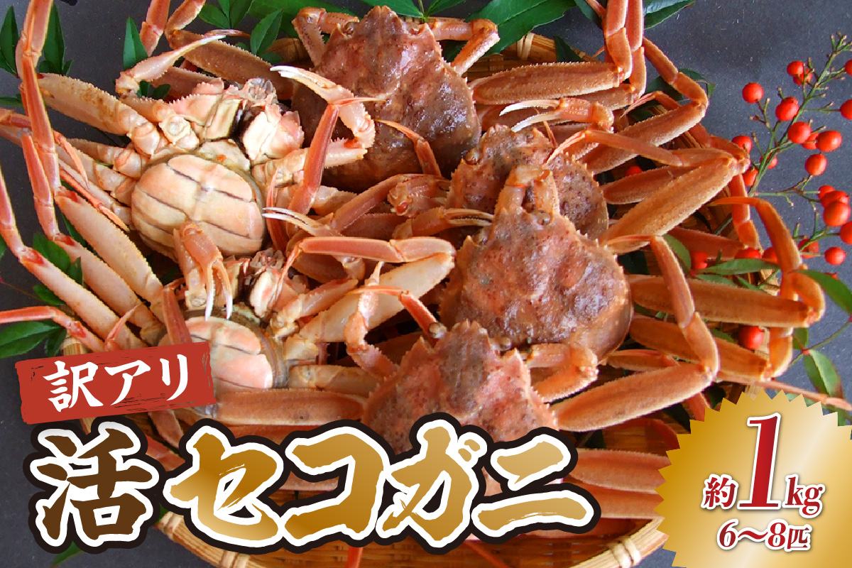 【兵庫県香住産 訳あり活セコガニ1kg 冷蔵】 カニの本場兵庫県香美町 香住漁港 せこがに かに 蟹 セコ 訳あり国産 刺身 しゃぶしゃぶ 焼きガニ 鍋 カニ鍋 かにすき 脚 足 爪 身 肩 ランキング 大人気 人気 香美町 兵庫県 香住 日本海 宿院商店 19000円 33-41