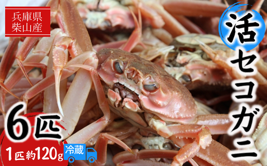 【先行予約】【柴山産 活セコガニ 6匹 1匹約120g 冷蔵】11月中旬以降配送予定 濃厚なかにミソとやみつきになる内子、外子が絶品です 数量限定 産地直送 鮮度抜群 絶妙の塩加減での茹で上げ 大人気 ふるさと納税 返礼品 おすすめ 兵庫県 香美町 香住 柴山 カニ 松葉ガニ せいこがに メスガニ 親ガニ ヤマヨシ 27000円 37-01