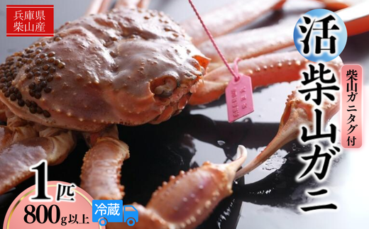 【先行予約】【柴山産 活け タグ付 柴山ガニ 生 800g以上 1匹 冷蔵】11月中旬以降配送予定 水揚げの関係上、配達日の指定はできません 香住で水揚げされた新鮮な活松葉ガニをお届け カニの本場 香住 新鮮 国産 鍋 かにすき 脚 足 爪 身 肩 大人気 ふるさと納税 兵庫県 香美町 香住 柴山 ズワイガニ 松葉ガニ ヤマヨシ 105000円 37-06
