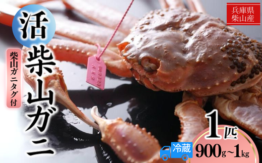 【先行予約】【柴山産 活け タグ付 柴山ガニ 生 900g ～1kg 1匹 冷蔵】11月中旬以降発送予定 水揚げの関係上、配達日の指定はできません 香住で水揚げされた新鮮な活松葉ガニをお届け カニの本場 香住 新鮮 国産 鍋 かにすき 脚 足 爪 身 肩 大人気 ふるさと納税 兵庫県 香美町 香住 柴山 ズワイガニ 松葉ガニ ヤマヨシ 140000円 37-08