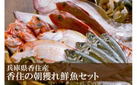 香住の旬の地魚セット