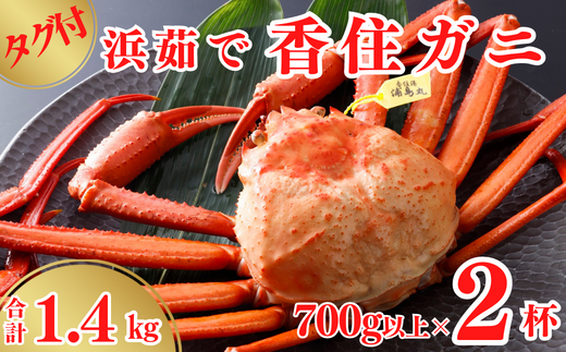 [タグ付き 浜茹で 香住ガニ 冷蔵] 700g以上×2杯 合計1.4kg以上高級香住ガニで 産地直送 香住カニ 香美町 かに 海鮮 ベニズワイガニ ゆで蟹 丸ごと ボイル 脚 爪 身 ほぐし むき身 かにすき しゃぶ 鍋 丸近 32500円 19-13