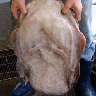 山陰　鍋用アンコウ(肝入り)　大きなアンコウを捌きました【高鮮度3D凍結】【配送不可地域：離島】