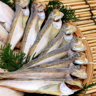 山陰の大型ハタハタ一夜干し　10匹入り【配送不可地域：離島】