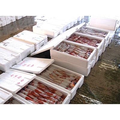 兵庫県新温泉町　白イカ(冷凍)約1.5kg(5-8杯程度入)【配送不可地域：離島】