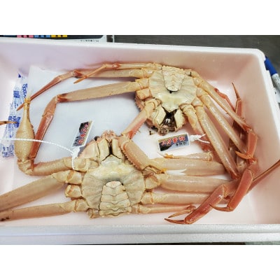 松葉ガニの本場・兵庫県新温泉町　とれたて　訳あり・松葉ガニ(生・冷蔵)　1～2枚入【配送不可地域：離島・北海道・沖縄県・東北】