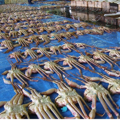 浜坂産タグ付き茹で松葉かに(2～3枚入　約1.8～2.0kg)【配送不可地域：離島】