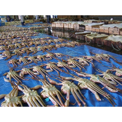 浜坂産タグ付き茹で松葉かに(2～3枚入　約1.3～1.5kg)【配送不可地域：離島】