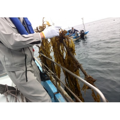 とれたままを冷凍　柔らかく歯ごたえ抜群　生わかめ(冷凍)【配送不可地域：離島】