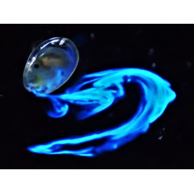 ウミホタル観察会体験ペアチケット(2名様分)