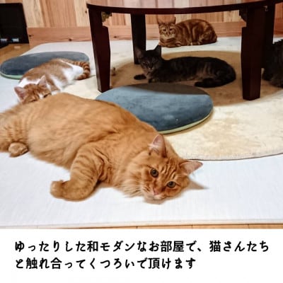 保護猫応援】湯村温泉の猫カフェ 猫時間の1時間利用券(ワンドリンク付き)2枚: 新温泉町ANAのふるさと納税