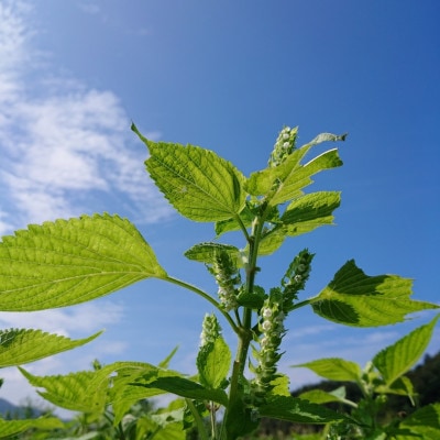 【新温泉町産】えごまパウダー(すり黒えごま)100g×4袋